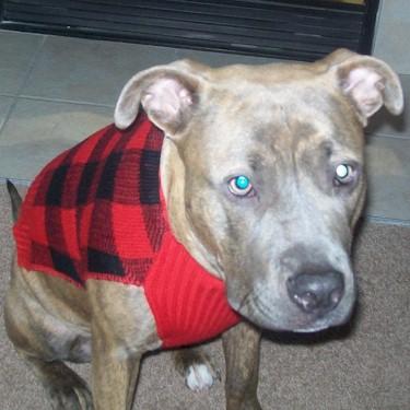 Midwests Gemma Pit Bull Front.jpg